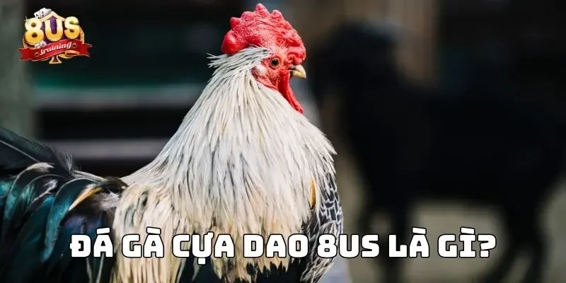 Đá Gà Cựa Dao 8US - Sân Chơi Đỉnh Cao Của Kê Sư Hàng Đầu Đá gà cựa dao 8US là gì?